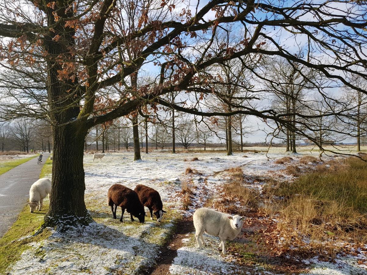 Hoeve Den Anholt Villa Ruinen Dış mekan fotoğraf
