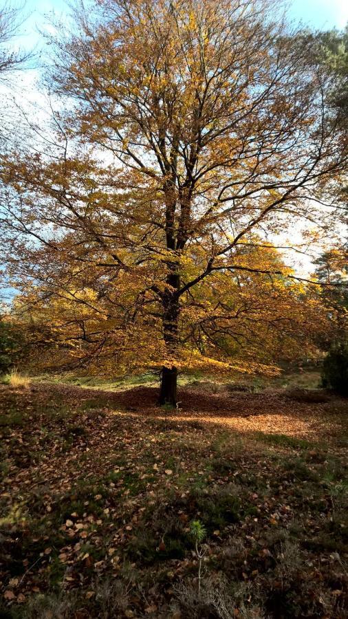 Hoeve Den Anholt Villa Ruinen Dış mekan fotoğraf